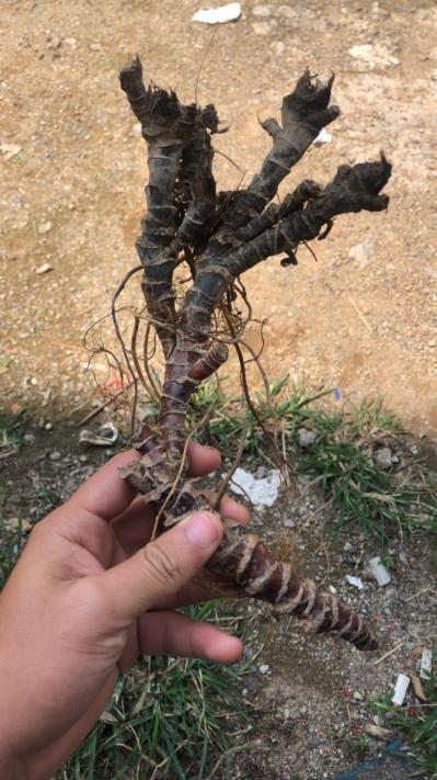 野生石菖蒲