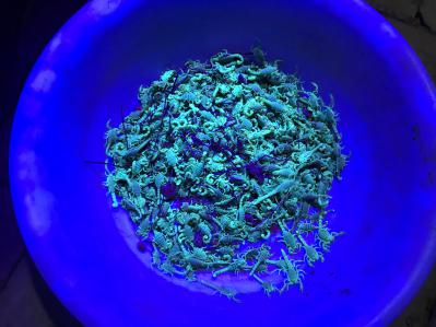 新疆戈壁野生蝎子出售量大
