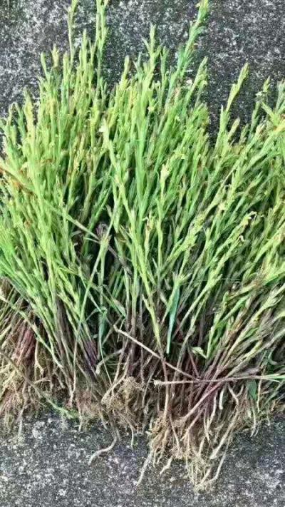 野生中药王独脚金