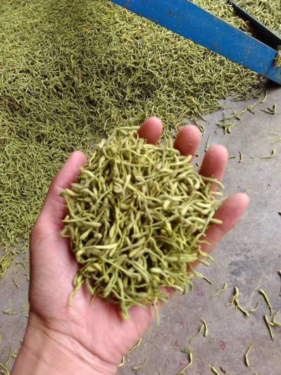 大量供应金银花