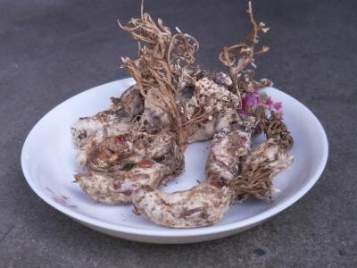 2019年新出的金蝉花开售啦