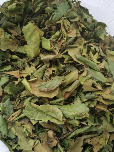 广西上林县十万大山原生态金银花叶药用