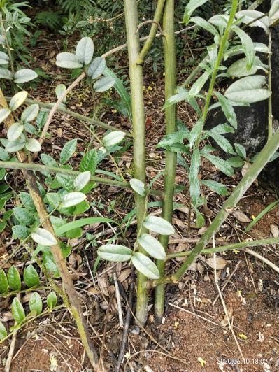 山豆根种子