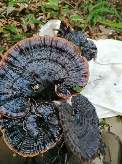 纯野生深山黑灵芝