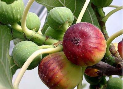 新鲜无花果，价格低，来自西双版纳