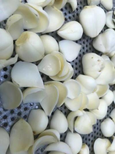供应大量龙牙食用鮮百合