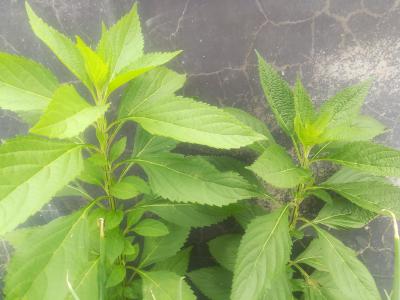 粤北溪黄草