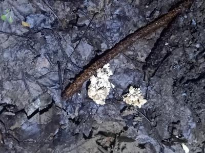 野生金蝉花