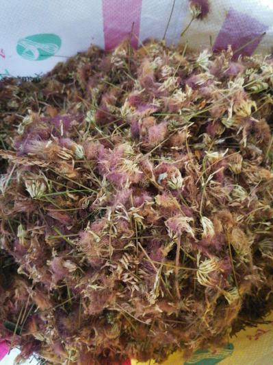 供应合欢花合欢花