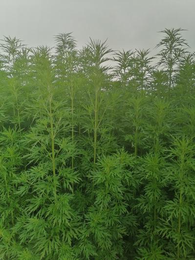 益母草100亩出售