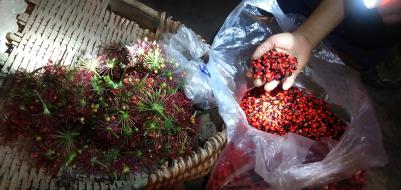 竹节参成熟种子