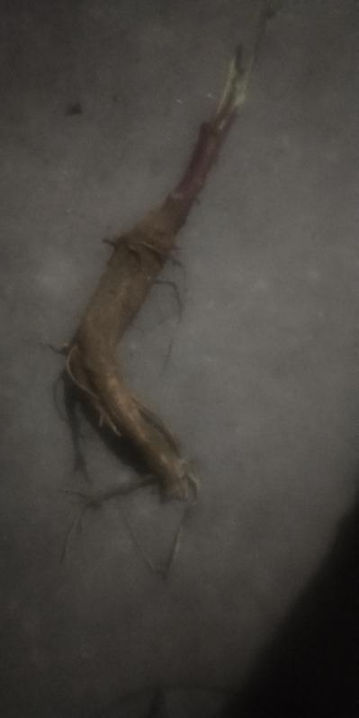红根商陆低价