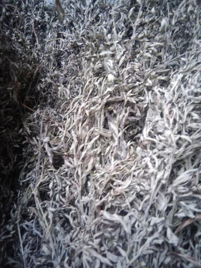 沂蒙老区干艾草6元每公斤常年出售i