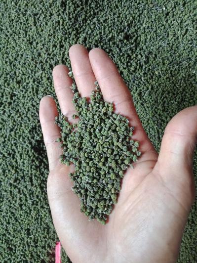 广西吴茱萸中花干货