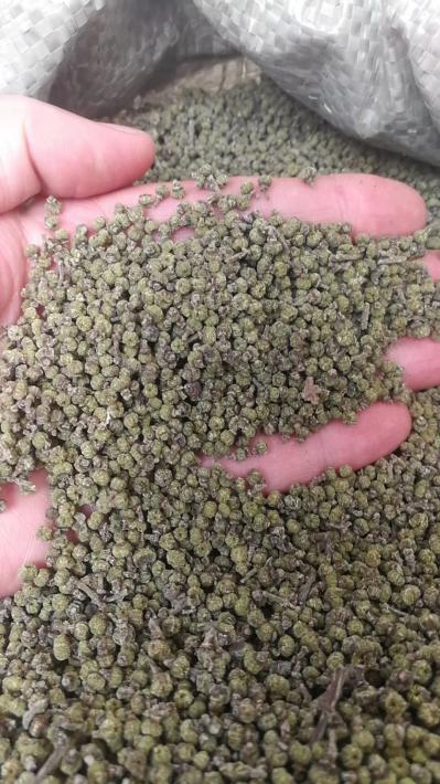 江西中花吴茱萸臭辣子茶辣一手货源产地直销
