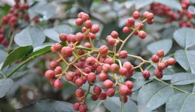 大量花椒出售