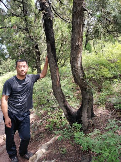 整个一架山大量优质柏子资源谁要请联系