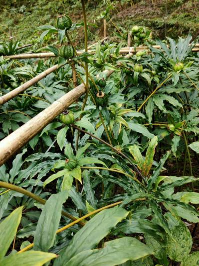 重楼，七叶一枝花，干货，苗