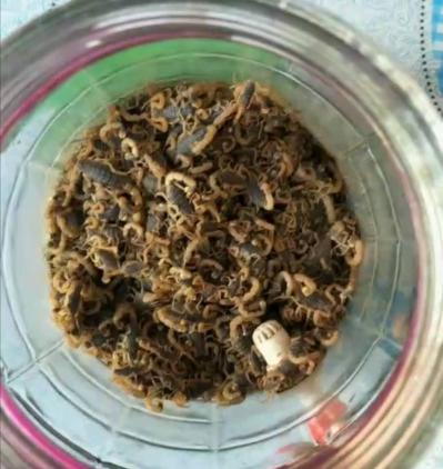 野生全蝎大量出售