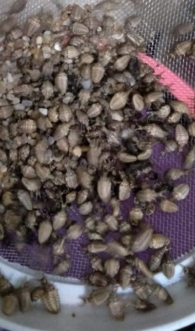 中药材金沙牛批发零售，野生干货金沙牛，干货蚁狮倒退虫