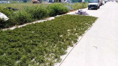 大量供应江西中花吴茱萸