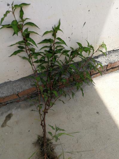 辣蓼草找销售