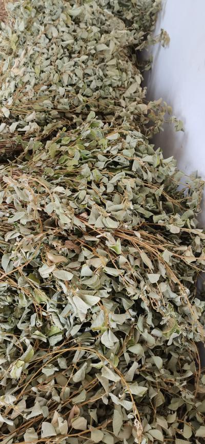 供应广金钱草