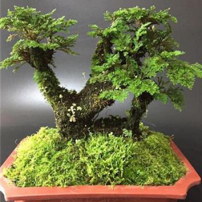 野生卷柏（九死还魂草）出售还魂草出售