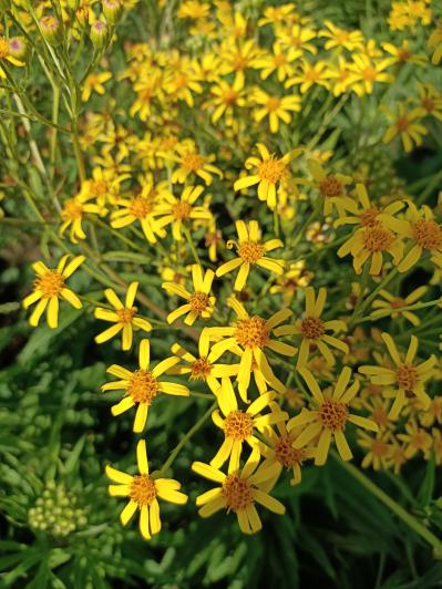 返魂草现货销售