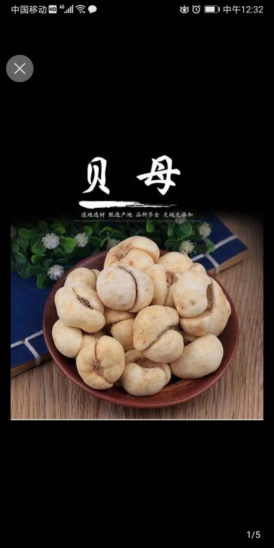 浙贝母江苏东台原产地大量供应
