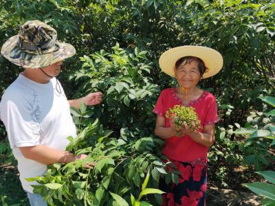 大量出售吴茱萸