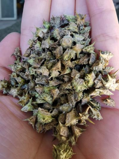 蒺藜，大量野生蒺藜出售