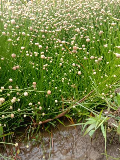 高山原生态谷精草专业种植