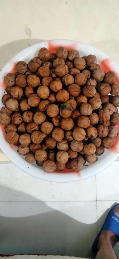 百年老树核桃