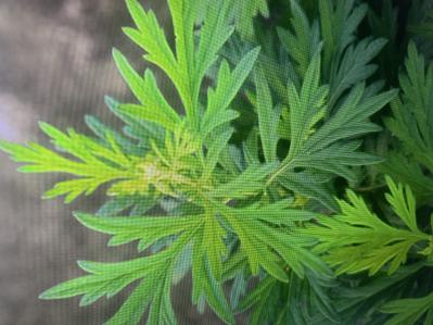 本人有三千亩粮田，想种植艾草寻合作伙伴