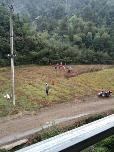 浙江临安60亩五年紫花三叉大白芨