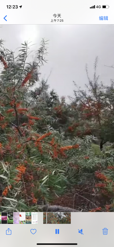 自己种植沙棘