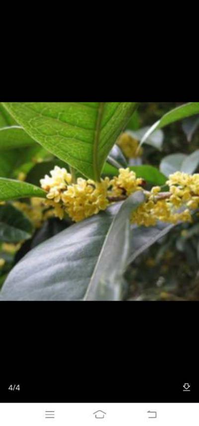 桂花