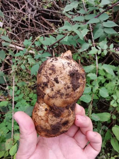 陕西野生天麻 新鲜纯野生
