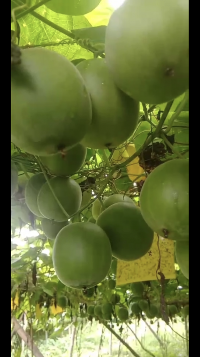 罗汉果供应批发采购