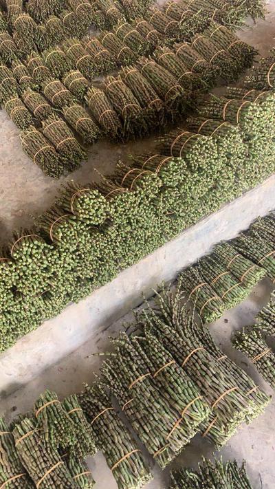 云南防野生种植铁皮石斛（正中）