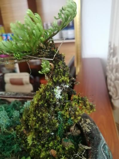 卷柏