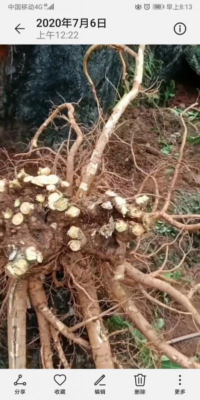 山豆根成品