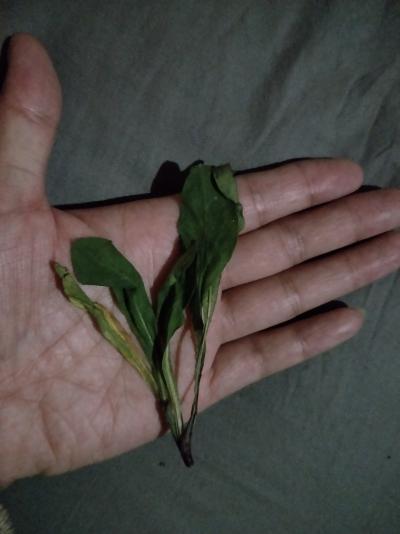灯盏花