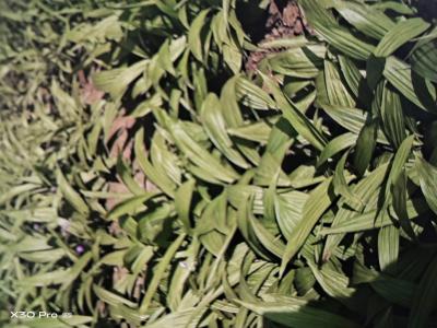 自产自销白芨