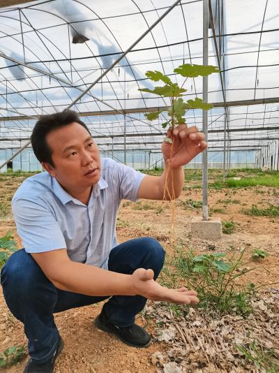 博落回种植技术博落回种植效益博落回种植基地伟民公司专业种植博落回