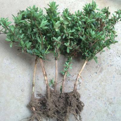 金银花苗 四季金银花苗 树形金银花苗 封丘金银花苗 金银花苗基地 产地直销