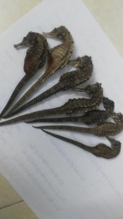 供应海马各种规格