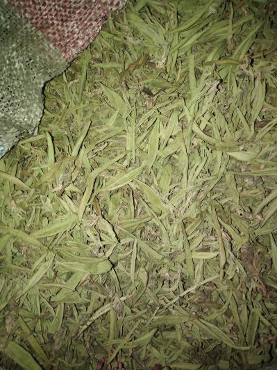 甜叶菊销售