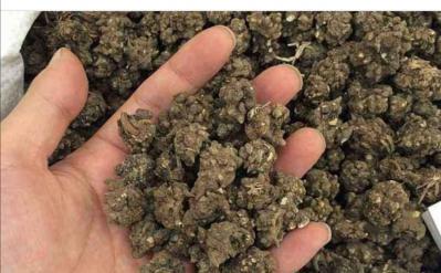 猫爪草干货出售